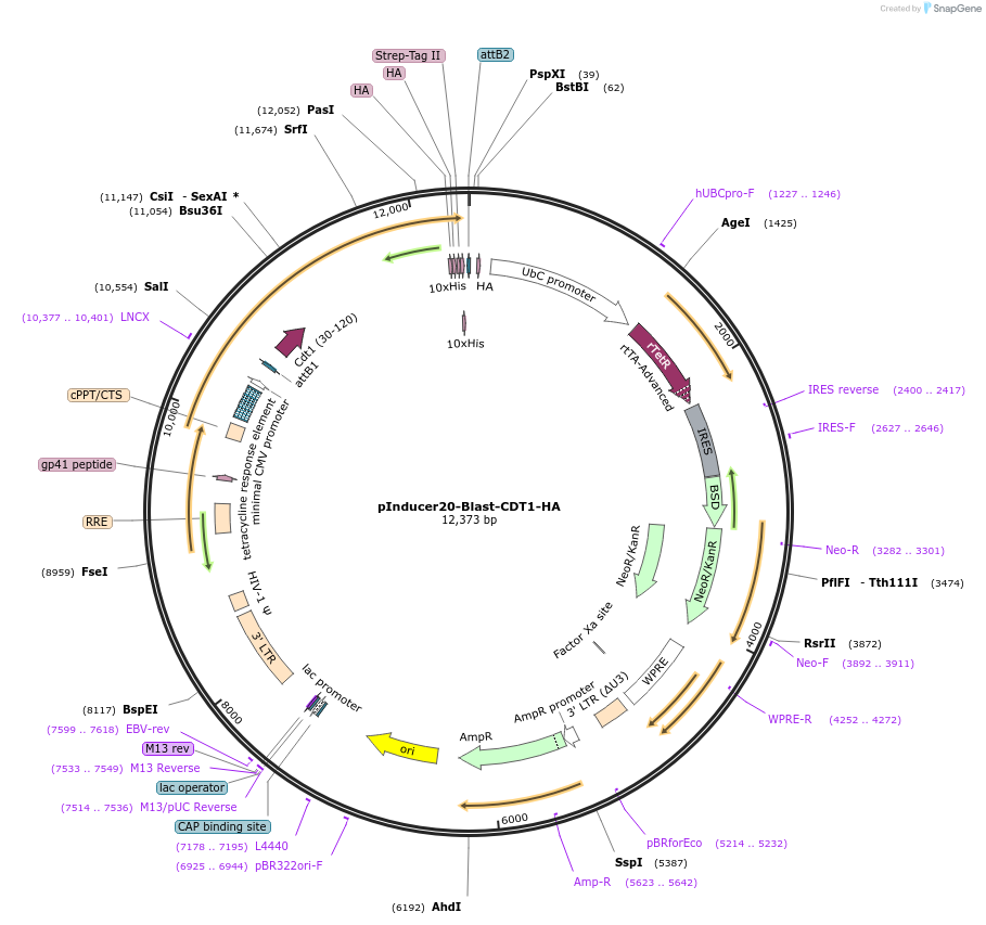 109335-plasmid-map-sequence-id-211489
