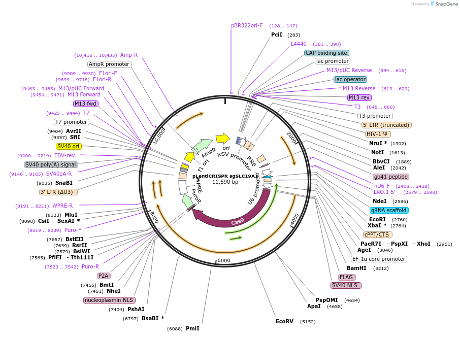 102314-plasmid-map-sequence-id-211491