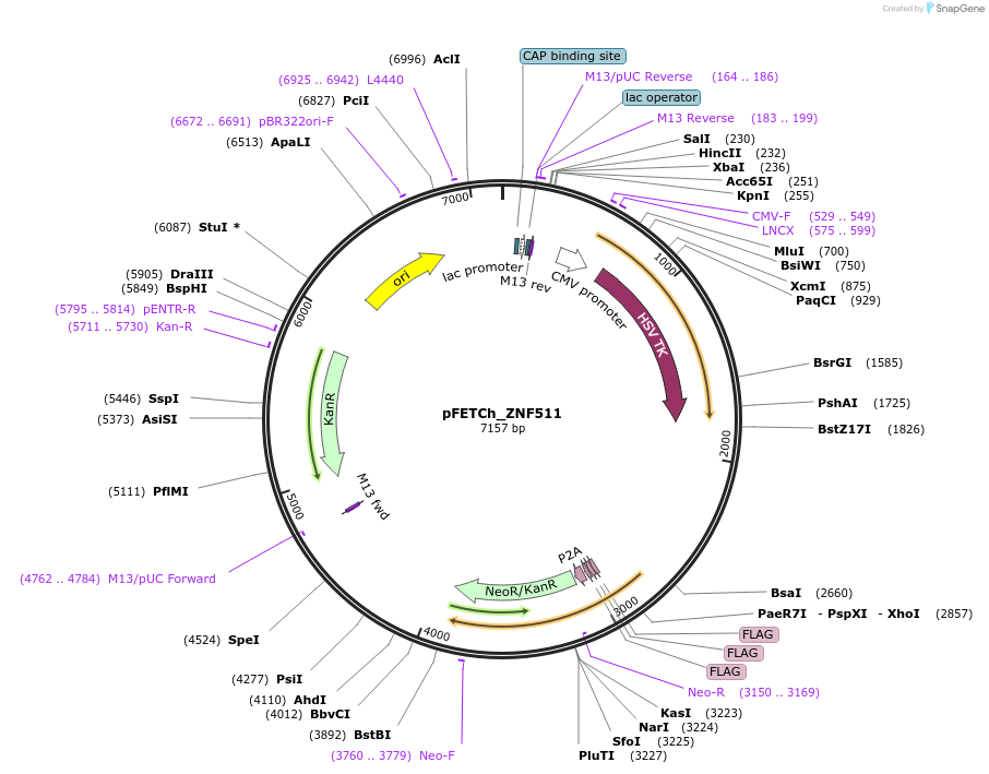104037-plasmid-map-sequence-id-211493