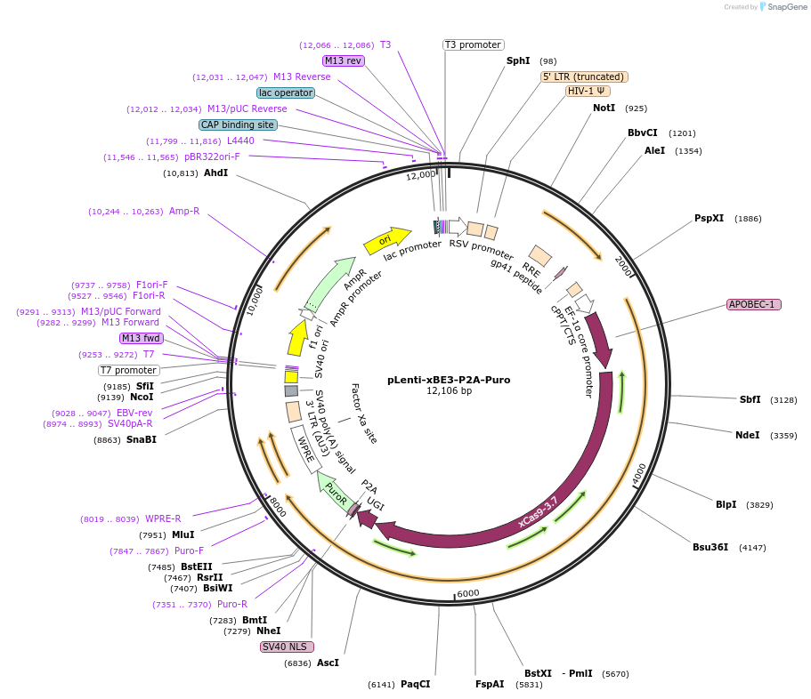 110870-plasmid-map-sequence-id-211494