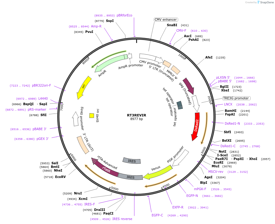 111168-plasmid-map-sequence-id-211495