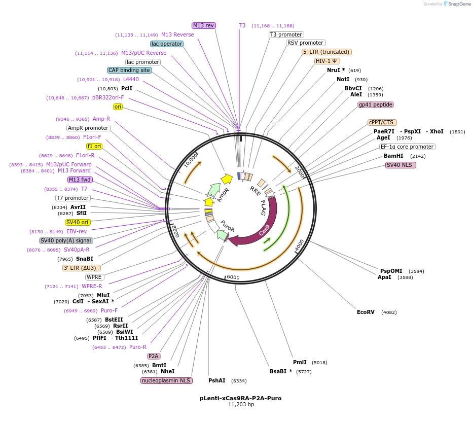 110871-plasmid-map-sequence-id-211498