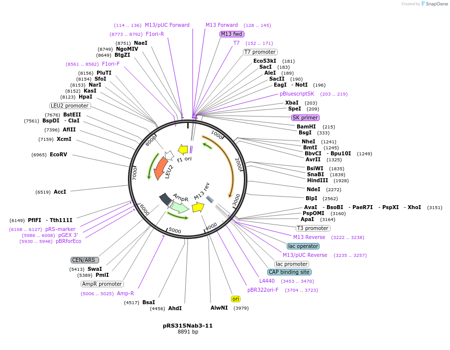 110534-plasmid-map-sequence-id-211499