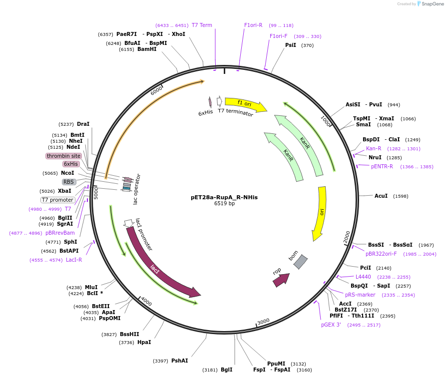 109257-plasmid-map-sequence-id-211503
