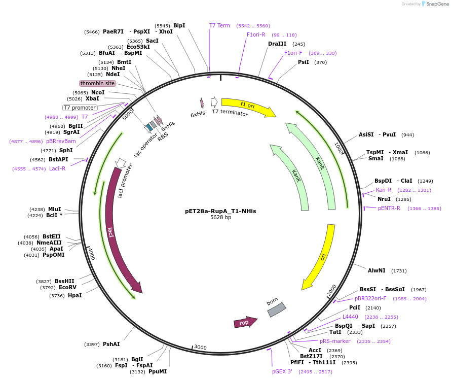 109259-plasmid-map-sequence-id-211504