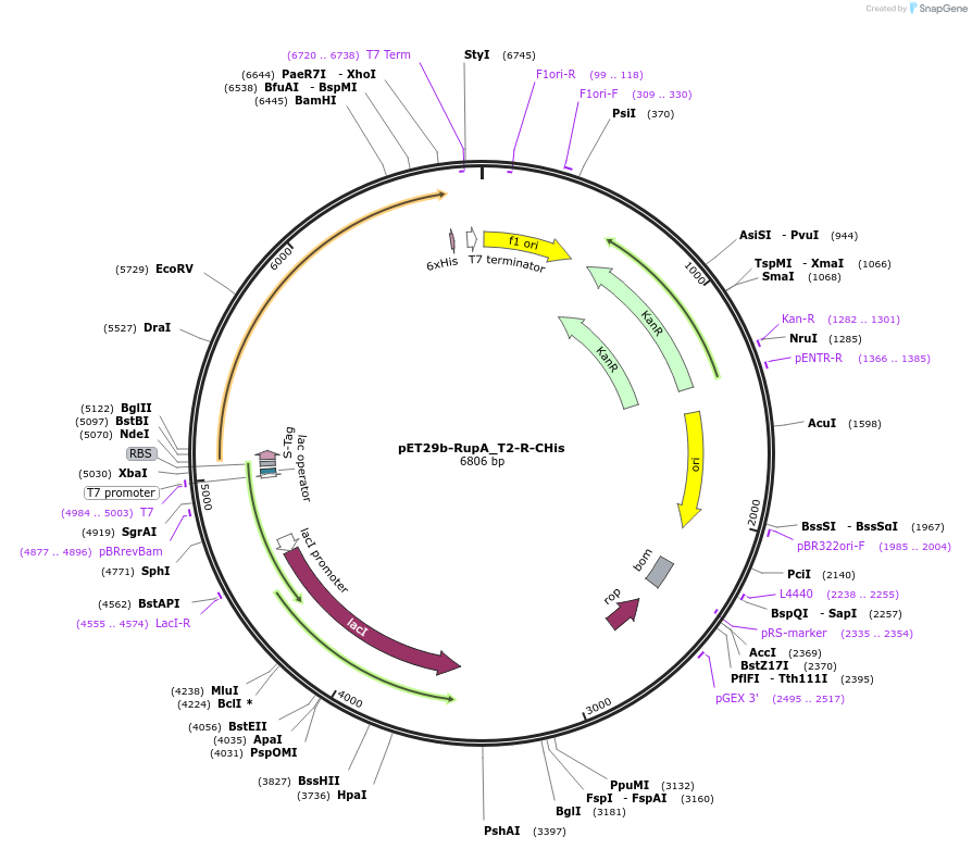 109258-plasmid-map-sequence-id-211511