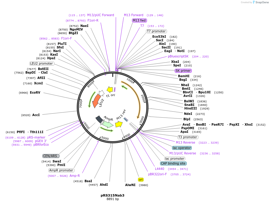 110532-plasmid-map-sequence-id-211512
