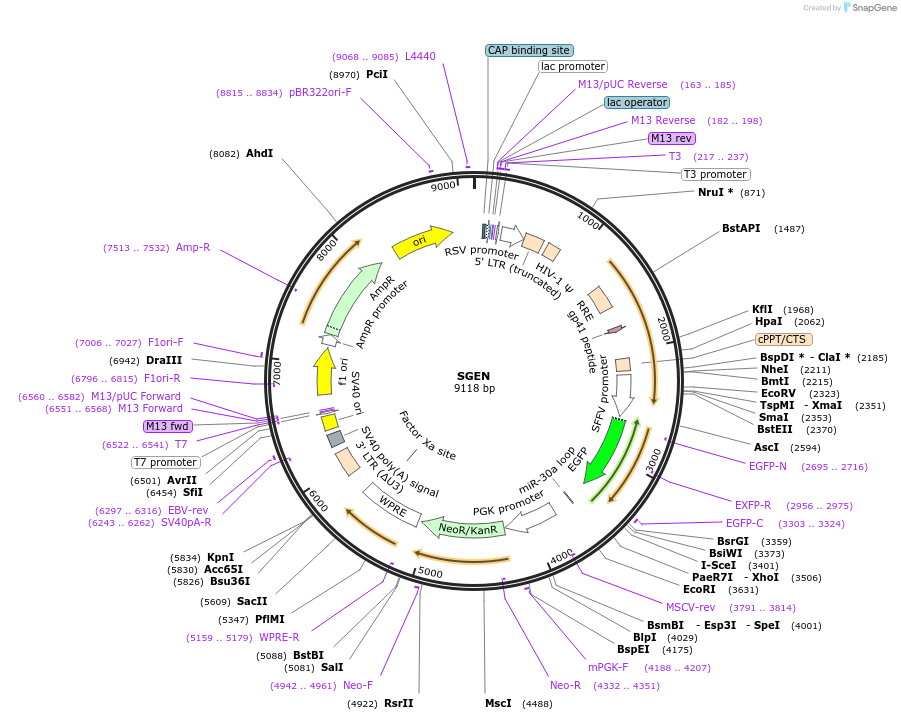 111171-plasmid-map-sequence-id-211519
