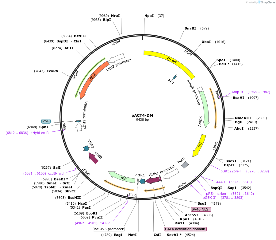 111233-plasmid-map-sequence-id-211523