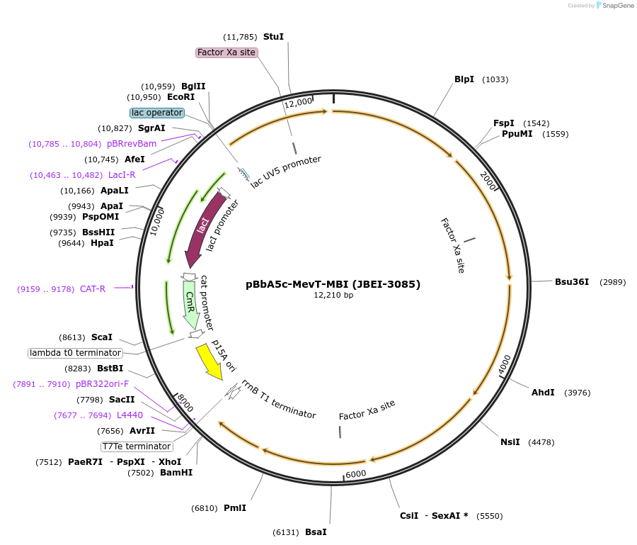 87950-plasmid-map-sequence-id-211524