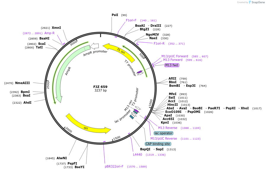 108690-plasmid-map-sequence-id-211527