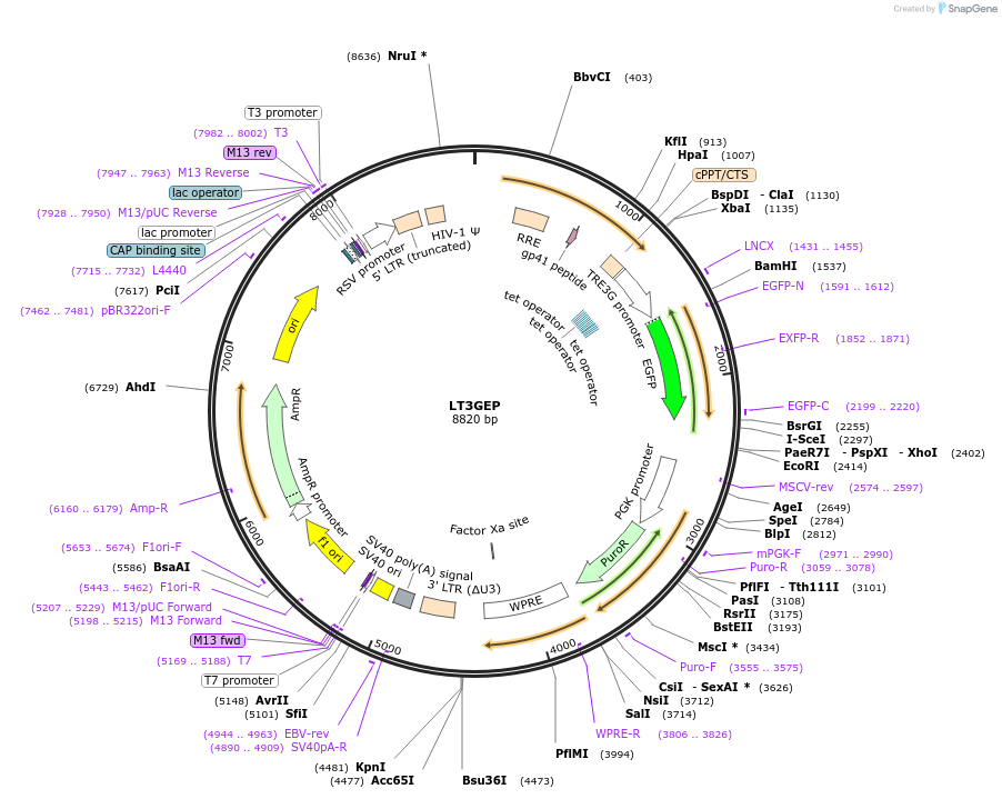111172-plasmid-map-sequence-id-211529