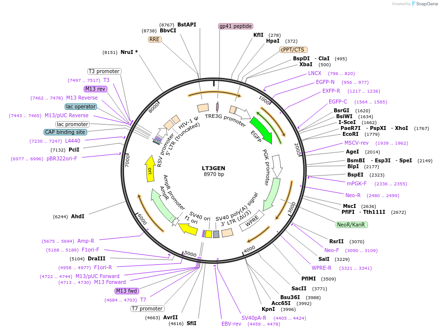 111173-plasmid-map-sequence-id-211533