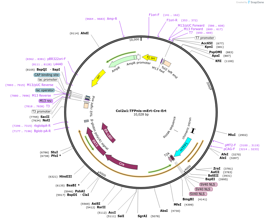 111152-plasmid-map-sequence-id-211539