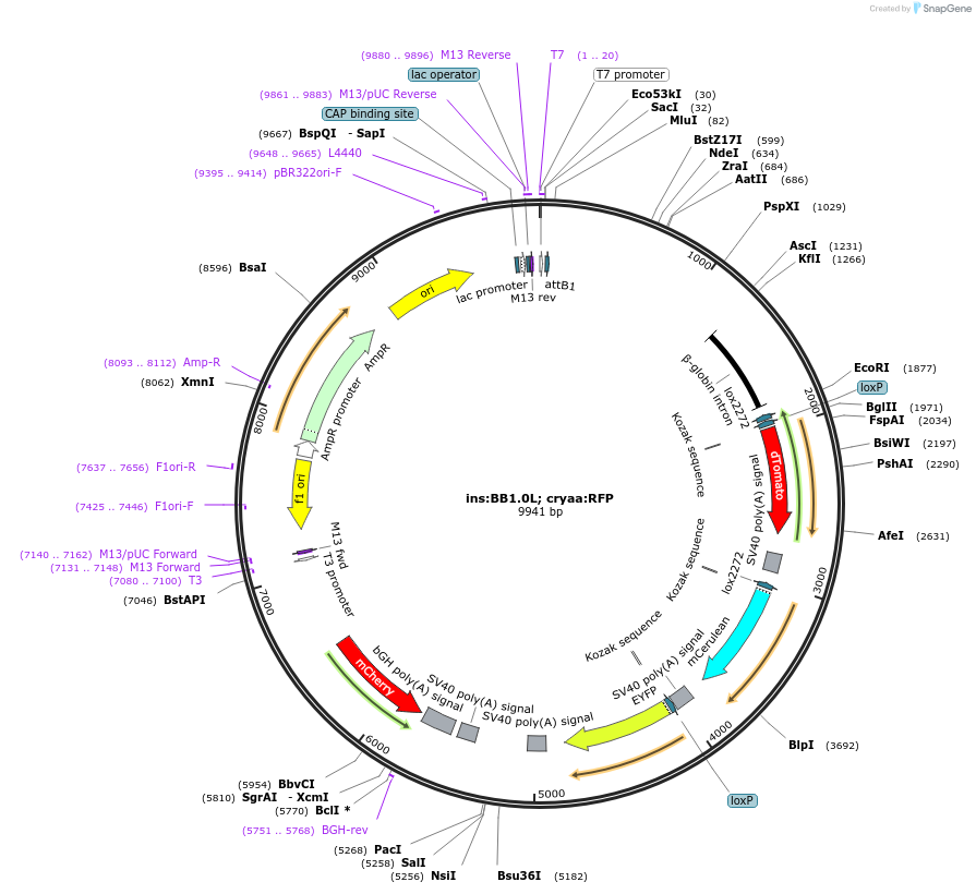 110283-plasmid-map-sequence-id-211544