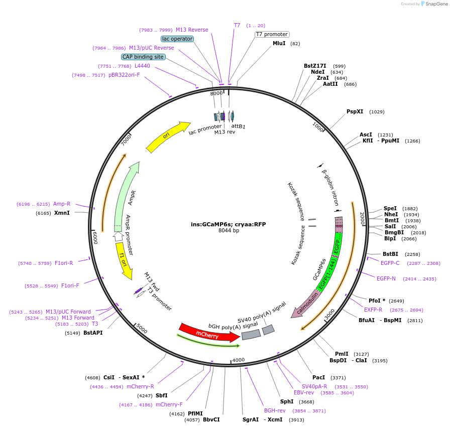 110285-plasmid-map-sequence-id-211547