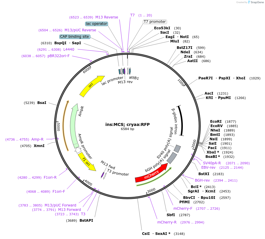 110282-plasmid-map-sequence-id-211549