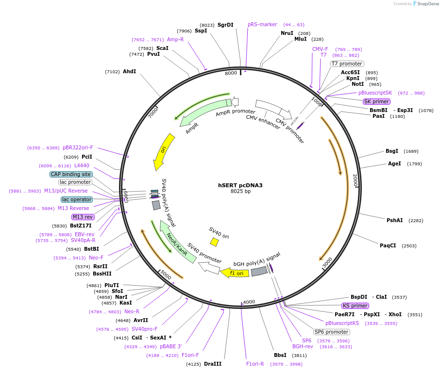 15483-plasmid-map-sequence-id-211553