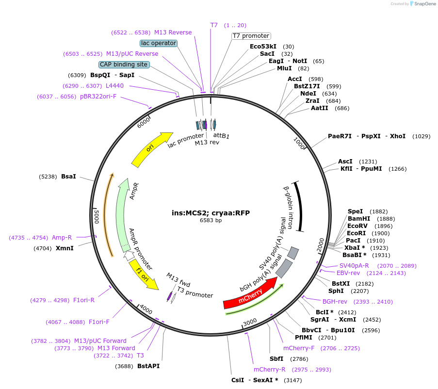110286-plasmid-map-sequence-id-211554