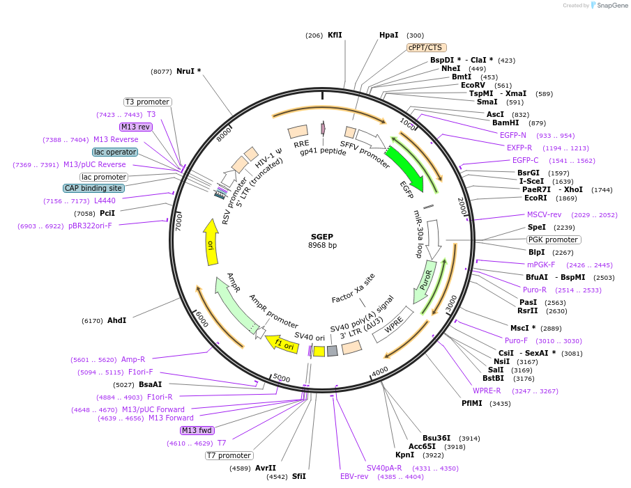 111170-plasmid-map-sequence-id-211557