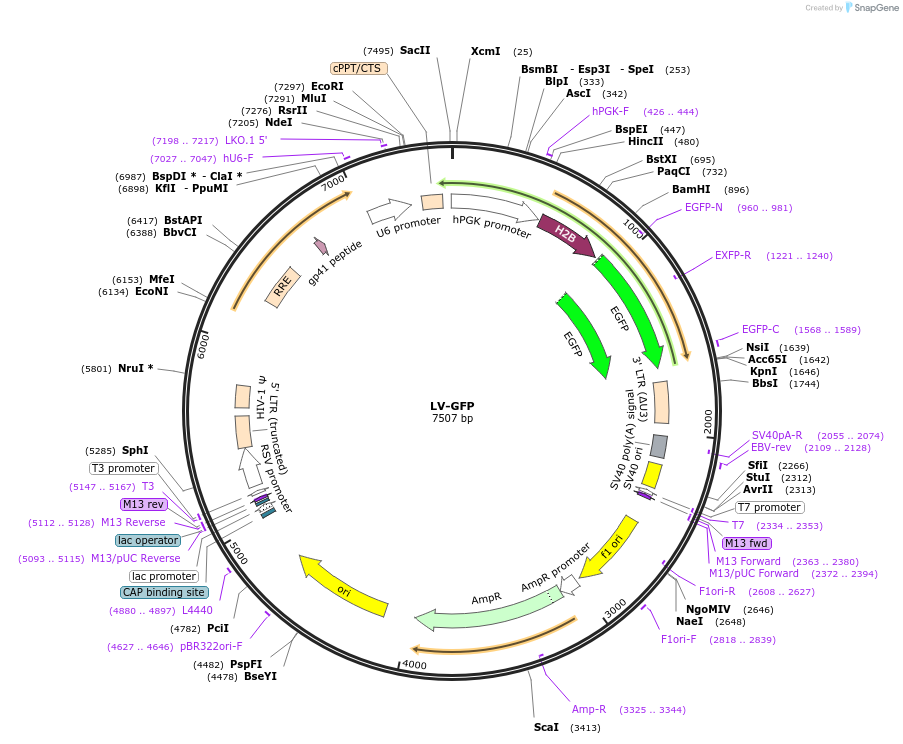 25999-plasmid-map-sequence-id-211558
