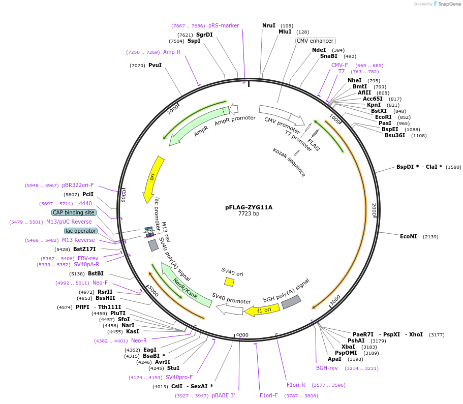 110551-plasmid-map-sequence-id-211567