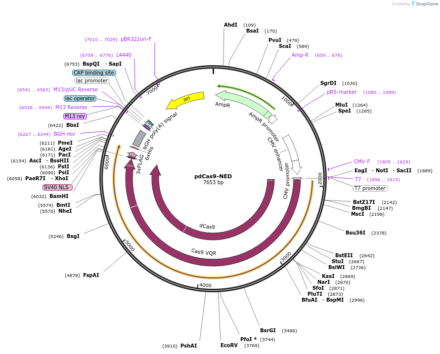 109358-plasmid-map-sequence-id-211572