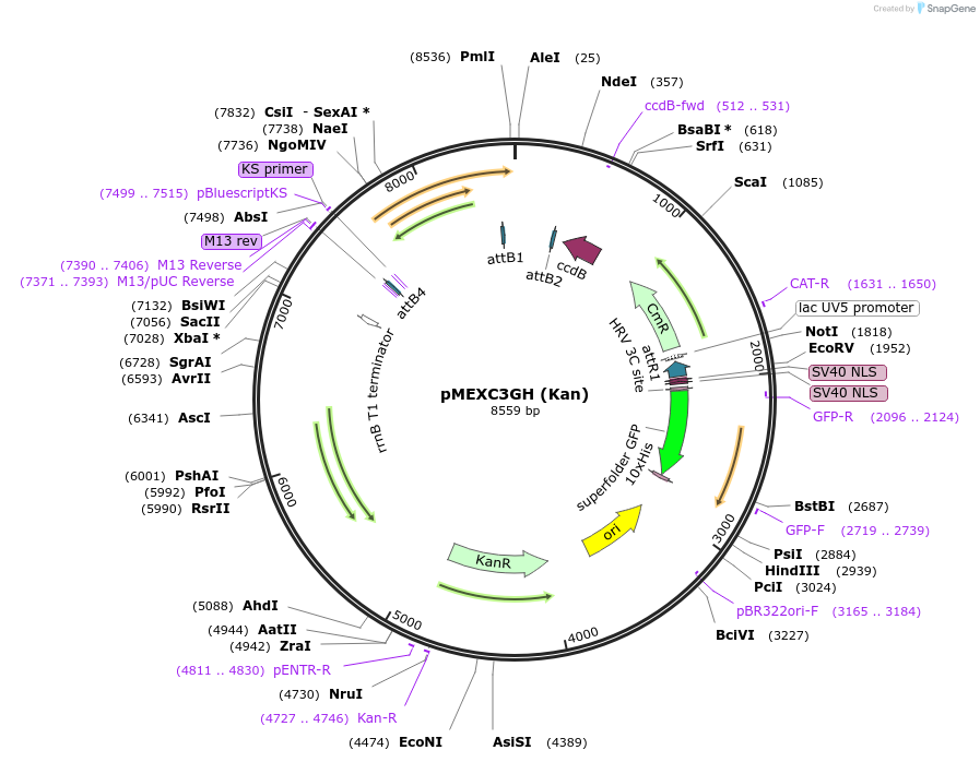 110081-plasmid-map-sequence-id-211574