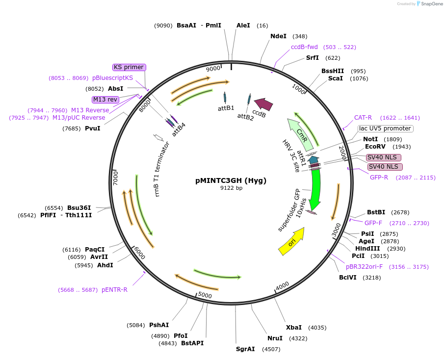 110077-plasmid-map-sequence-id-211575