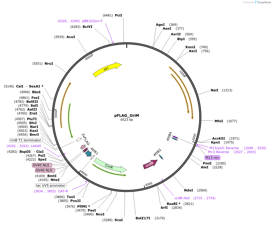 110097-plasmid-map-sequence-id-211576