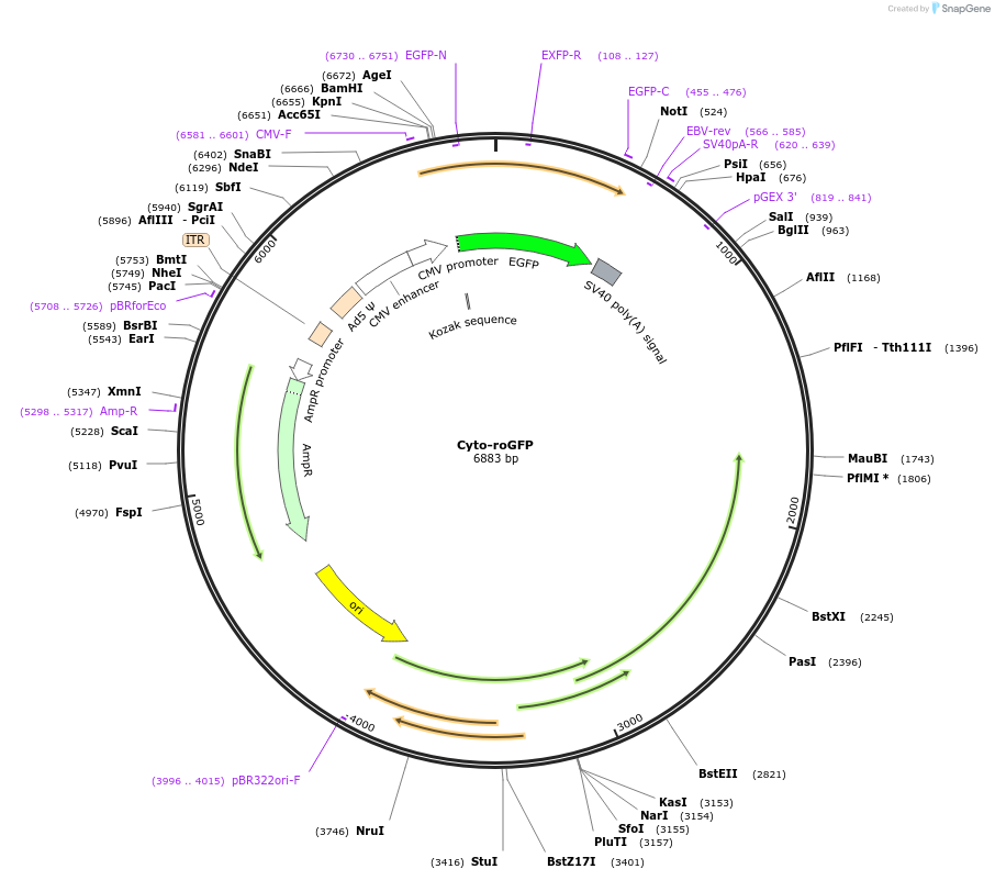 49435-plasmid-map-sequence-id-211579