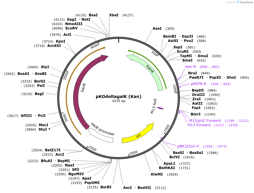 110089-plasmid-map-sequence-id-211580