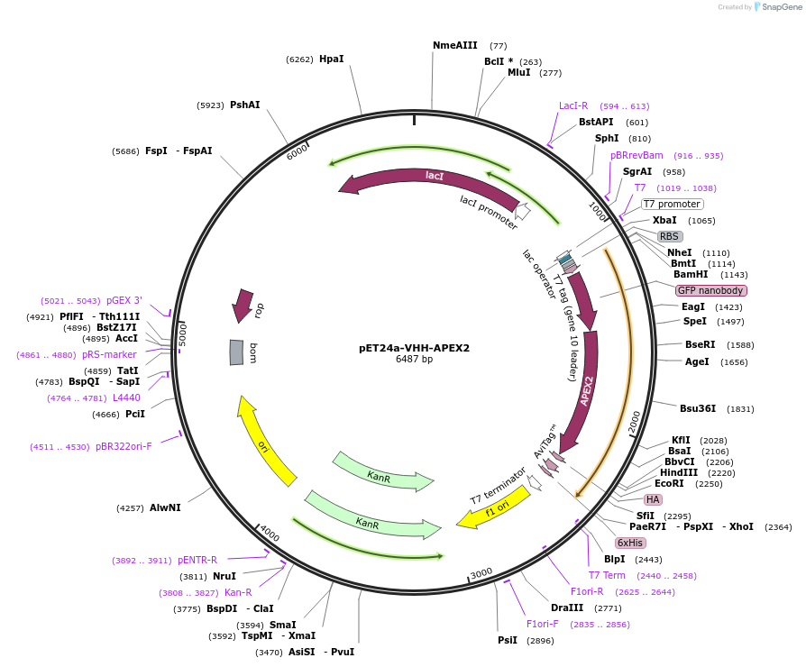109420-plasmid-map-sequence-id-211586