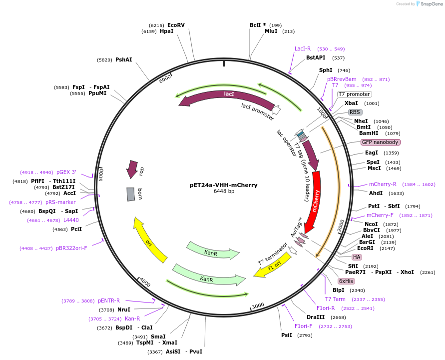109421-plasmid-map-sequence-id-211587