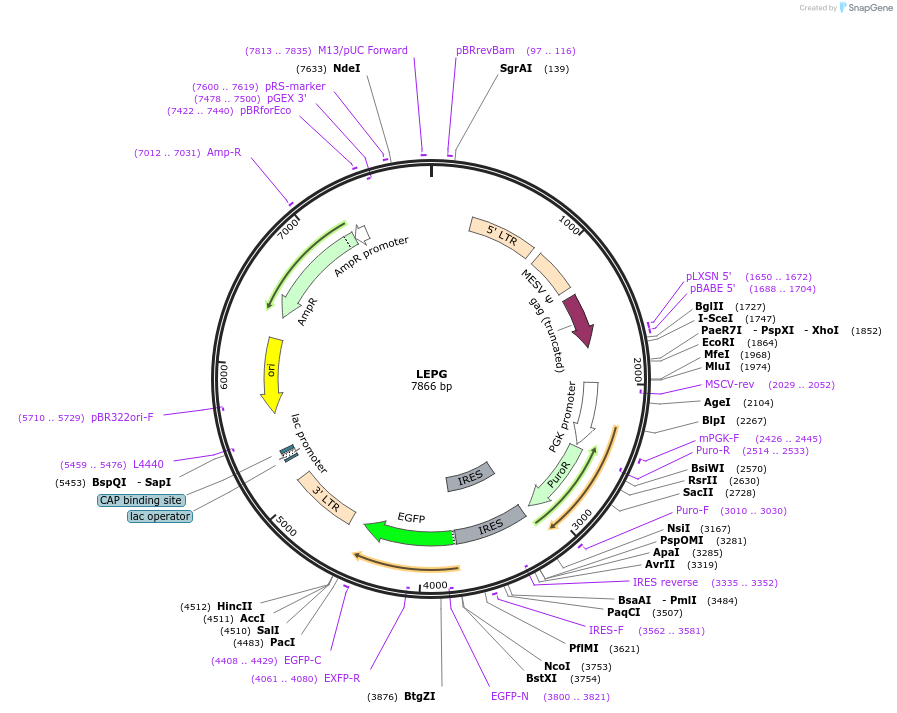 111160-plasmid-map-sequence-id-211588