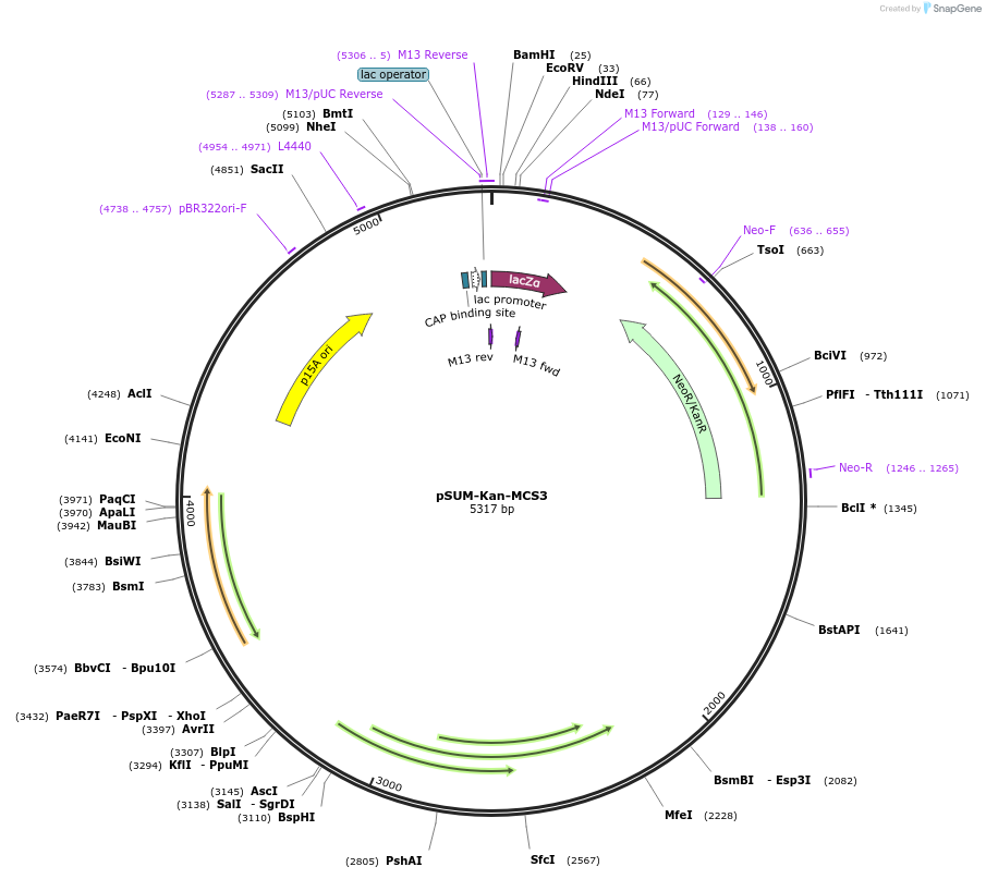 109287-plasmid-map-sequence-id-211589