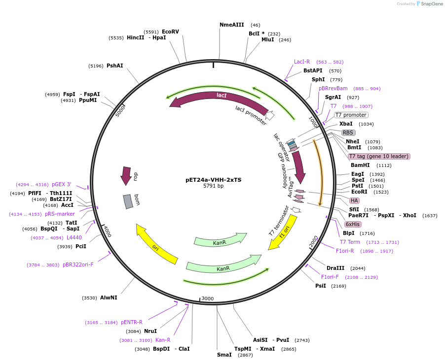 109419-plasmid-map-sequence-id-211590
