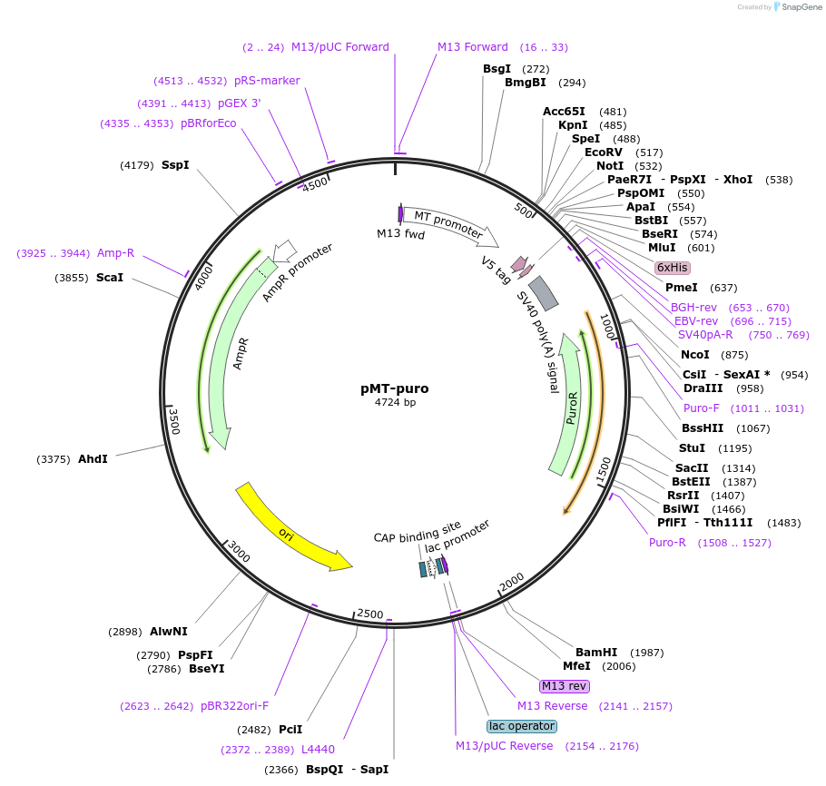 17923-plasmid-map-sequence-id-211593