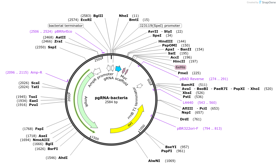 44251-plasmid-map-sequence-id-211594
