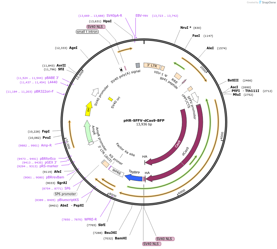 46910-plasmid-map-sequence-id-211595