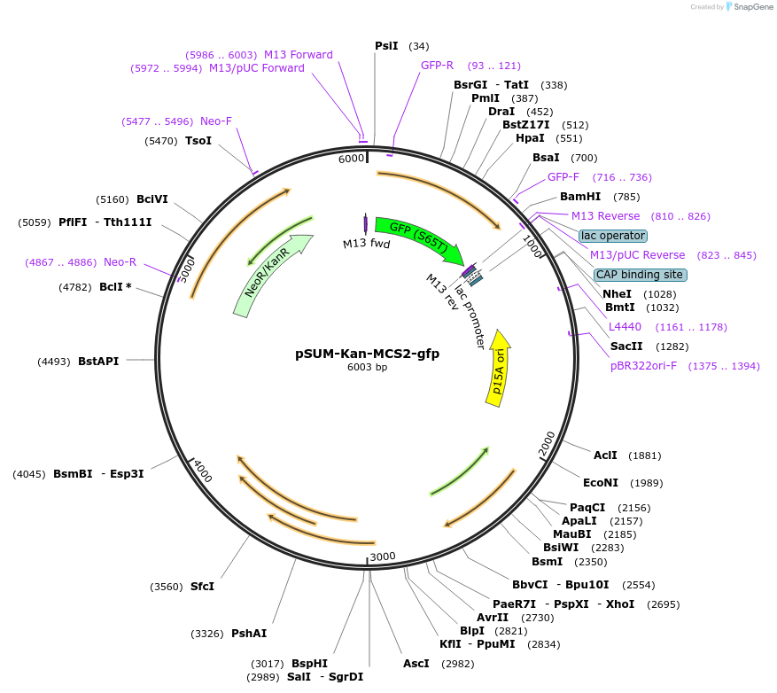 109290-plasmid-map-sequence-id-211597