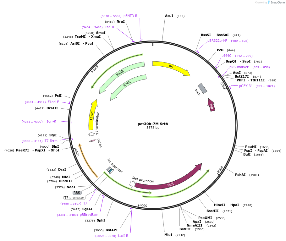 51141-plasmid-map-sequence-id-211598