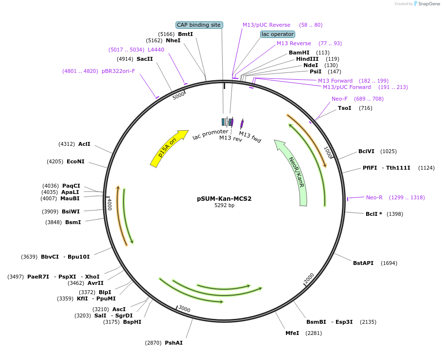 109289-plasmid-map-sequence-id-211601