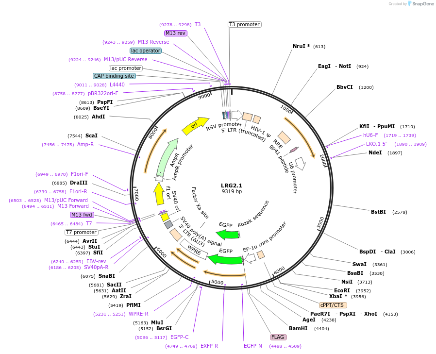 108098-plasmid-map-sequence-id-211603