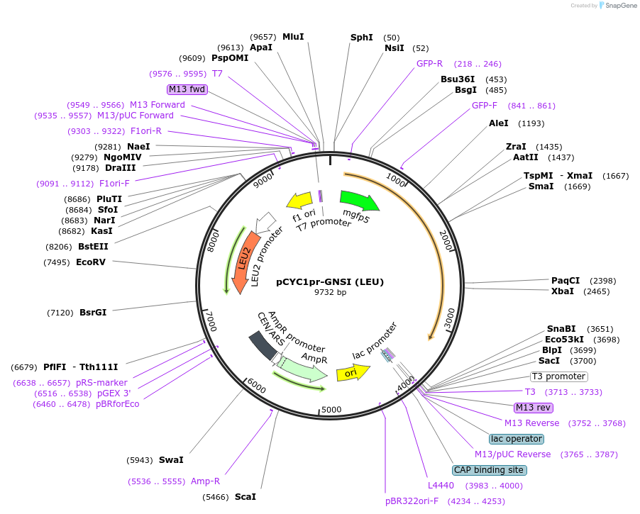 111450-plasmid-map-sequence-id-211605
