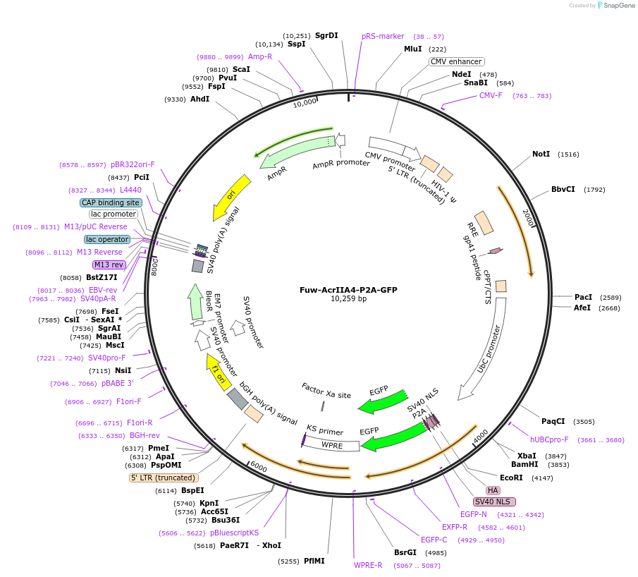 108247-plasmid-map-sequence-id-211609