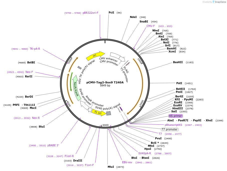 111457-plasmid-map-sequence-id-211610