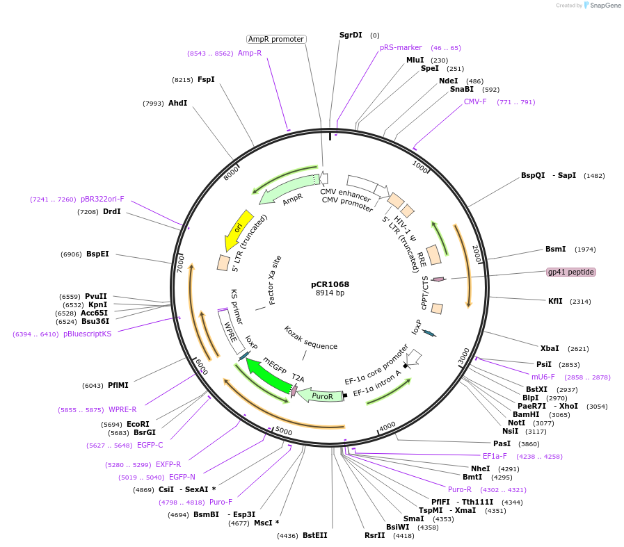 111092-plasmid-map-sequence-id-211614