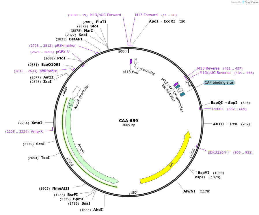 108684-plasmid-map-sequence-id-211622
