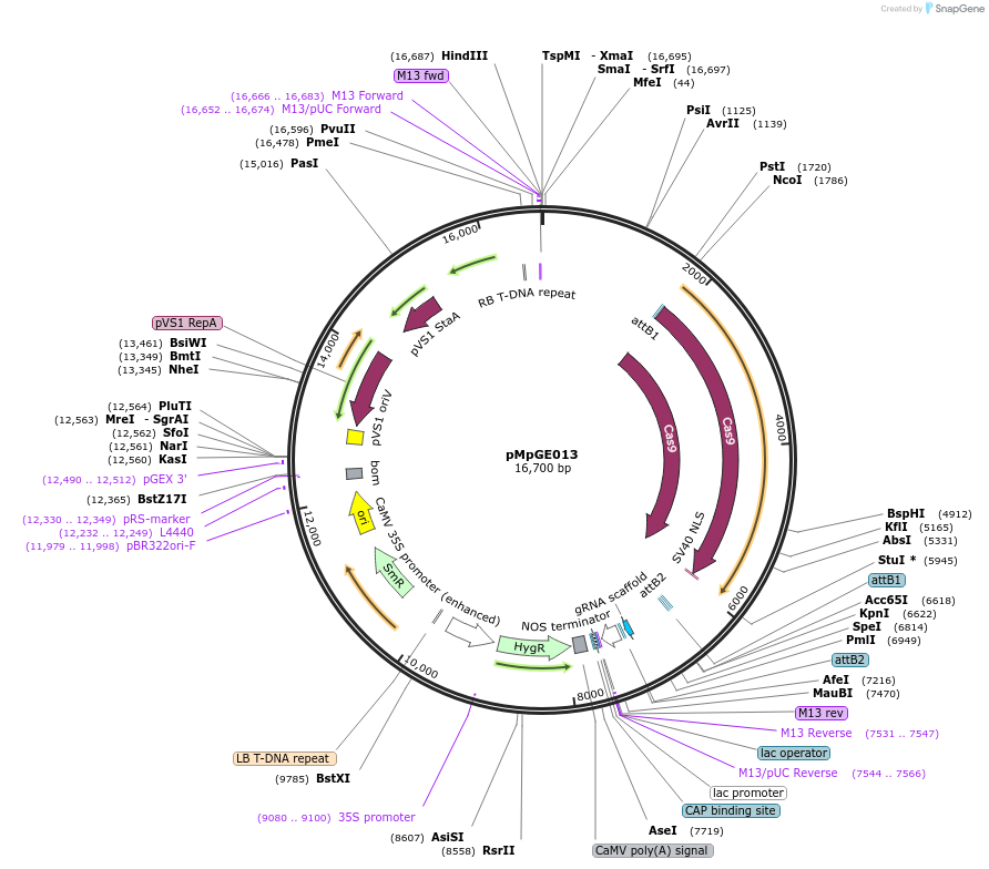 108681-plasmid-map-sequence-id-211626